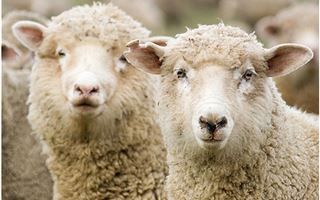 В Алматинской области выберут самую красивую овцу