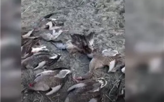 В Туркестанской области у браконьеров изъяли 26 тушек диких птиц