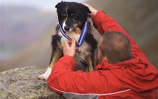 Проработавшую в горах 11 лет собаку-спасателя наградили после выхода на пенсию