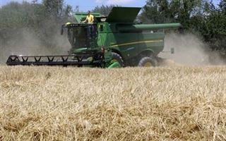 Дефицита зерна в РК нет - вице-министр сельского хозяйства