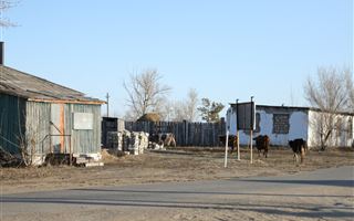 На нехватку пастбищ жалуются сельчане Павлодарской области