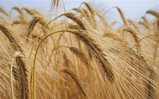 В Казахстане введены ограничения на экспорт пшеницы и муки