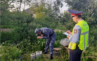 Житель Туркестанской области выращивал во дворе коноплю