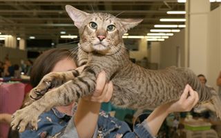 “Золотых” кошек показали в Алматы