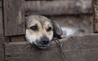 В Павлодаре собака укусила ребенка, владельца наказали
