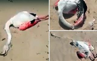 В песках Мангистауской области погибают фламинго 