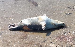 Около 50 тушек нерпы обнаружил житель Мангистау на побережье Каспийского моря