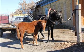 Сколько лет отсидит казахстанец за попытку украсть лошадь 
