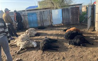 Полсотни овец загрызли бездомные собаки в ЗКО