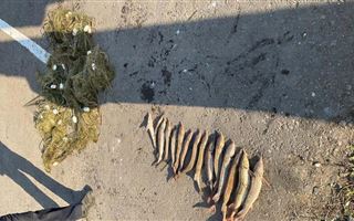 В Павлодаре у мужчины изъяли 15 кг рыбы осетровых пород