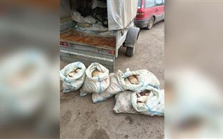 20 мешков с рыбой изъяли у браконьеров в Павлодарской области