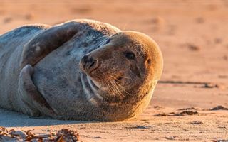 На берегу Каспия продолжают находить мертвых тюленей