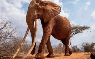 Слоны погибают из-за засухи в Кении