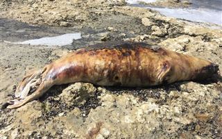 Тушки мёртвых тюленей вновь обнаружены на побережье Каспийского моря 