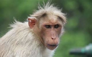 В ВОЗ выразили сомнение, что распространение оспы обезьян возможно сдержать