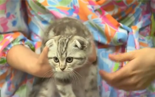 В Казахстане появился кот-телеведущий
