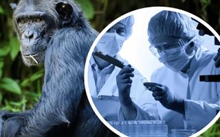 ВОЗ сообщила о более 550 подтвержденных случаях оспы обезьян в 30 странах