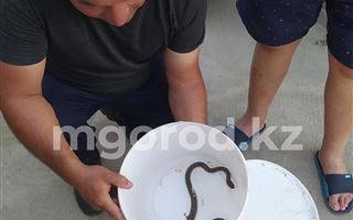 Змея заползла в частный дом в Атырау