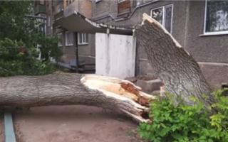 В Карагандинской области женщину придавило упавшим деревом