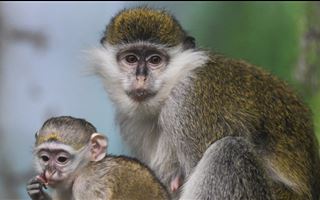 В Португалии уже более 150 человек заболели оспой обезьян