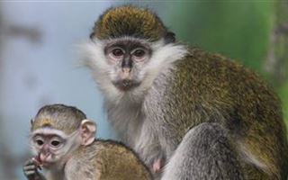 О причинах вспышки оспы обезьян рассказал вирусолог