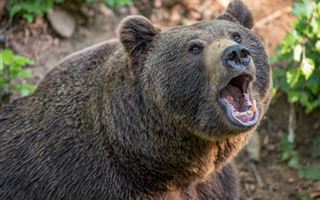 МВД РФ возбудило дело после убийства медведя с помощью взрывчатки