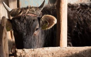 Серийные скотокрады осуждены в Атырауской области