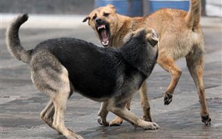 Ветеринарные службы подделывали документы об отстреле собак в Атырау