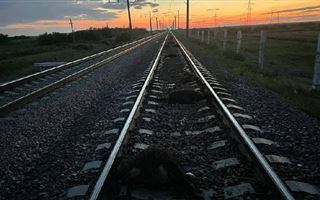 В Акмолинской области грузовой поезд сбил 22 головы скота