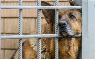 В Алматы ежедневно отлавливают 25 бродячих собак