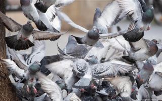 "Зловонный запах, трупы голубей валяются": опасных инфекций боятся алматинцы