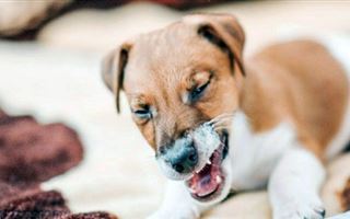 Зверская жестокость: живодёры закопали собаку заживо в Костанае 