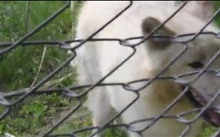 Белые полярные волки появились в алматинском зоопарке 
