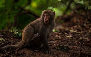 В ВОЗ назвали число заболевших оспой обезьян с начала года