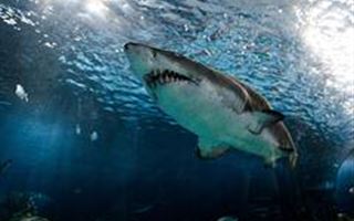 Мужчина выжил после нападения «монструозной» белой акулы