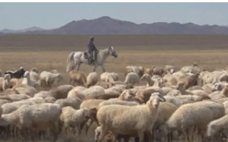 20 тысяч гектаров пастбищ возвращены государству в Актюбинской области
