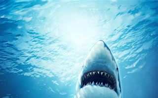 Египет курортында акула шабуылынан тағы бір әйел қайтыс болды