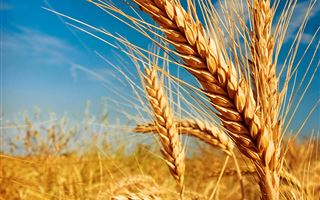 Казахстан ввел ограничения на вывоз муки и пшеницы