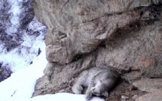 В Алматинском заповеднике краснокнижная рысь попала на кадры фотоловушки
