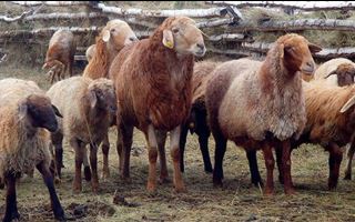 Свыше 1000 овец сгорели во время степного пожара в Атырау