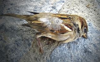 В Испании из-за жары птицы падают на землю