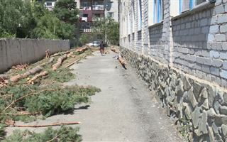 В Жетысуской области за вырубку сосен оштрафовали директора школы