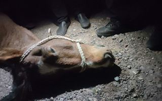 Автомобиль сбил лошадь в Павлодарской области