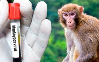 В Таиланде выявили первый случай заражения оспой обезьян