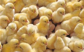 Костанайские полицейские устроили погоню за похитителем цыплят