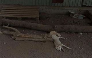 Администрация зоопарка Караганды прокомментировала "нападки" по поводу худой лисы