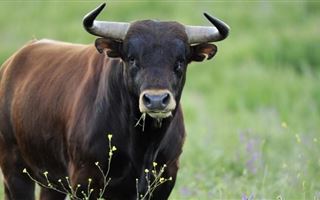 В Жетысуской области на пенсионеров напал бык