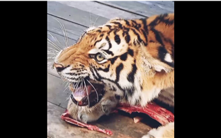Как в алматинском зоопарке кормят тигров - видео