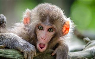 В Молдавии выявили первый случай оспы обезьян