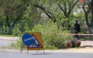 Ребёнок пострадал из-за не спиленного вовремя дерева в Павлодаре